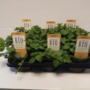 Mentha x piperita ‘Chocolate’