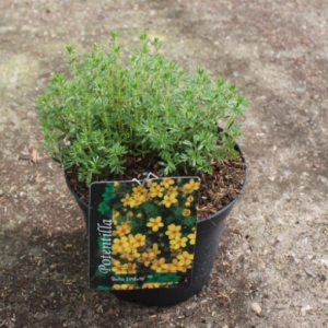 Potentilla fruticosa BELLA LINDSEY