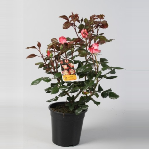 Rosa NOSTALGIE