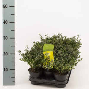 Ilex crenata ‘Stokes’