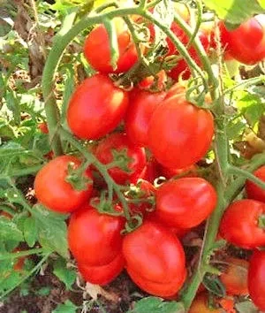 Variétés locales ou adaptées de tomates d’origine sub-saharienne – Image 8