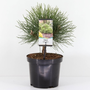 Pinus nigra ‘Nana’