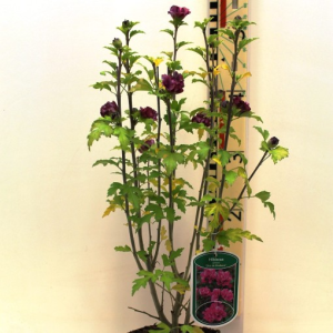 Hibiscus syriacus ‘Duc de Brabant’