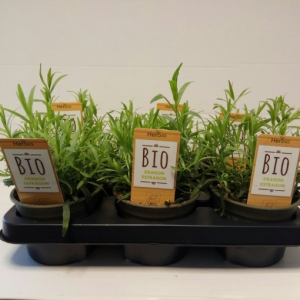 Artemisia dracunculus