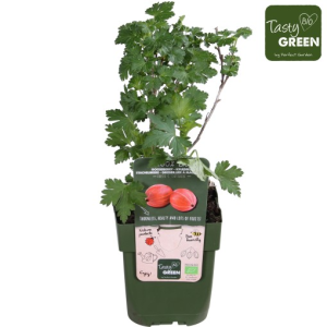 Ribes uva-crispa ‘Captivator’