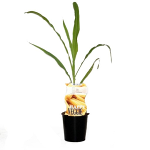 Zea mays ‘Snow Baby’