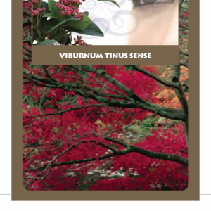 Viburnum tinus