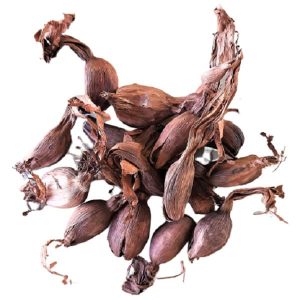 Lot de 5 gousses de Mbongo (Aframomum Citratum)