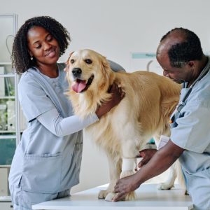 Prestation Vétérinaire – Vaccination & traitement