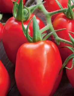 Variétés locales ou adaptées de tomates d’origine sub-saharienne – Image 7