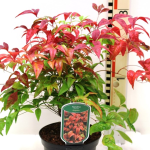 Nandina domestica ‘Fire Power’