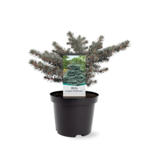 Picea pungens ‘Waldbrunn’