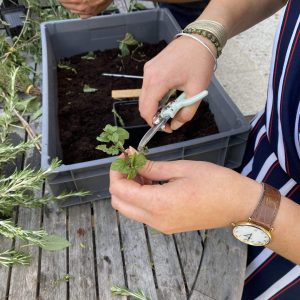 Apprenez les bases de la bouture comestible