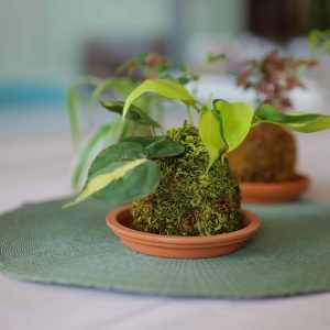 Découvrez l&rsquo;art végétal japonais : le kokedama