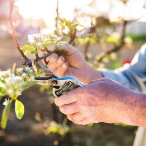 Offrez une seconde vie à vos vieux arbres fruitiers