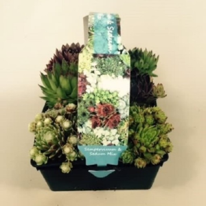 Sempervivum MIX