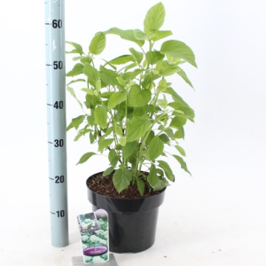 Hydrangea arborescens ‘Annabelle’