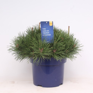 Pinus mugo pumilio