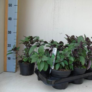Ocimum basilicum ‘Magic Blue’