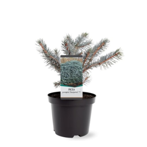 Taxus baccata