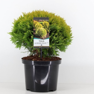 Thuja occidentalis ‘Mirjam’