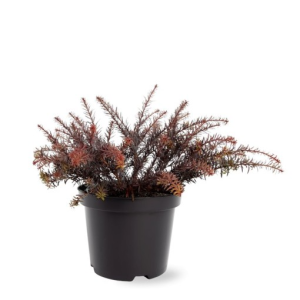 Podocarpus ‘County Park Fire