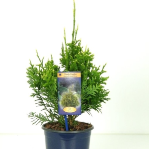 Thuja plicata ‘Can-Can’