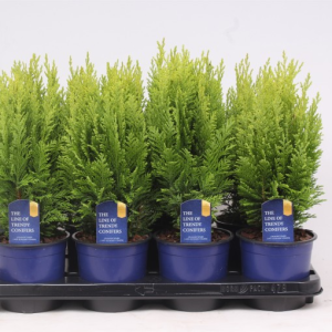 Chamaecyparis lawsoniana ‘Ellwood’s Empire’
