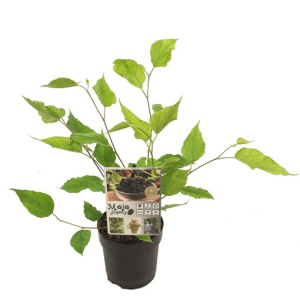 Morus rotundiloba MOJO BERRY