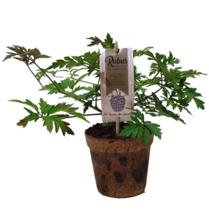 Rubus fruticosus ‘Thornless Evergreen
