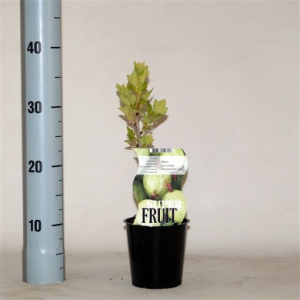Produit Hauteur avec pot: 25 – 35 cm Taille du pot (diamètre): 12 cm