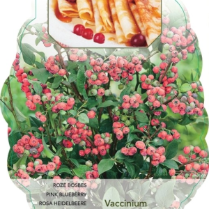 Vaccinium corymbosum ‘Pink Lemonade
