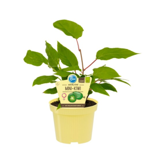 Actinidia arguta ‘Issai