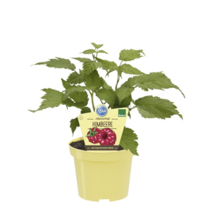 Rubus idaeus LOWBERRY LITTLE SWEET SISTER