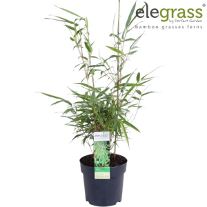 Fargesia rufa
