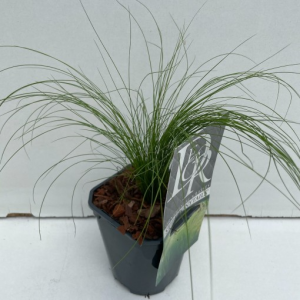 Stipa tenuissima ‘Ponytails’