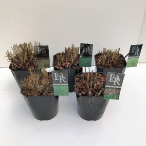 Miscanthus MIX