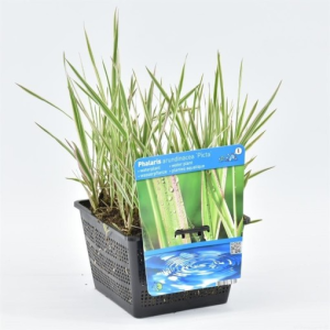 Phalaris arundinacea ‘Picta