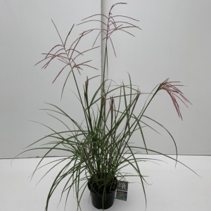 Miscanthus sinensis ‘Ferner Osten