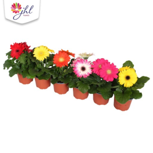 Gerbera MIX