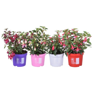Fuchsia BELLA MIX