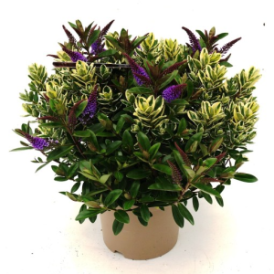 Hebe MIX IN POT