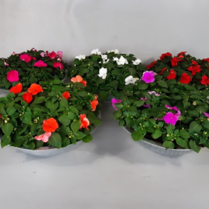 Impatiens NEW GUINEA MIX