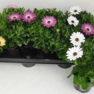 Osteospermum MIX