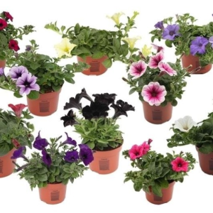 Petunia FAMOUS MIX