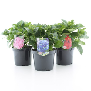 Hydrangea macrophylla MIX