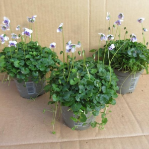 Viola hederacea