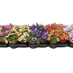 Petunia SURFINIA MIX
