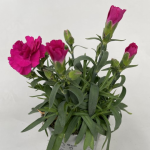 Dianthus SUPER TROUPER AMY