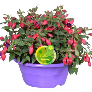 Fuchsia BELLA FUCHSIA SACHA